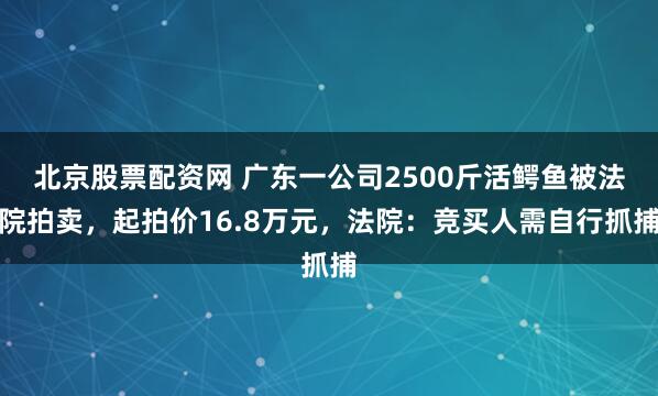 北京股票配资网 广东一公司2500斤活鳄鱼被法院拍卖，起拍价16.8万元，法院：竞买人需自行抓捕